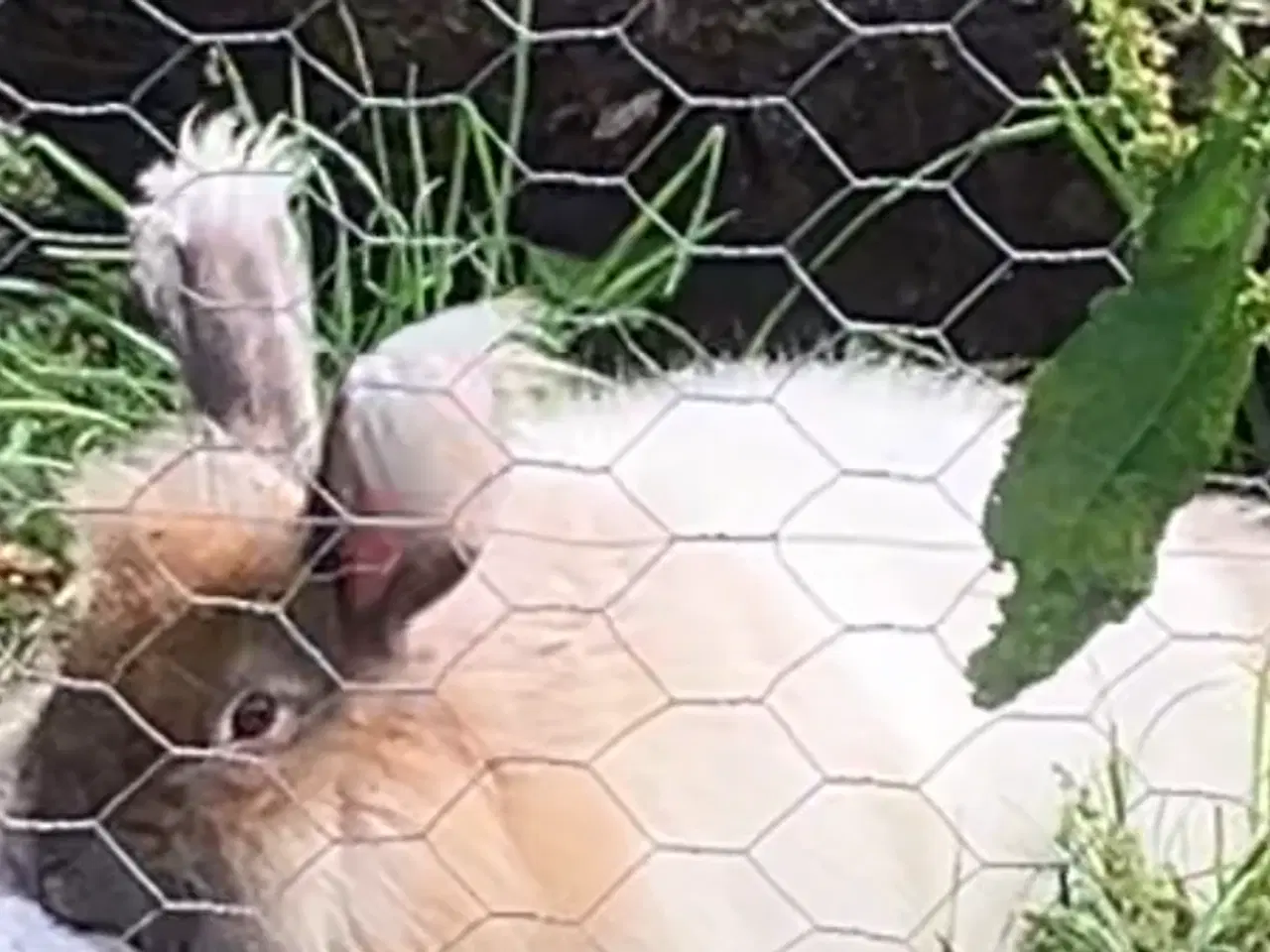 Billede 6 - Angorakanin unger