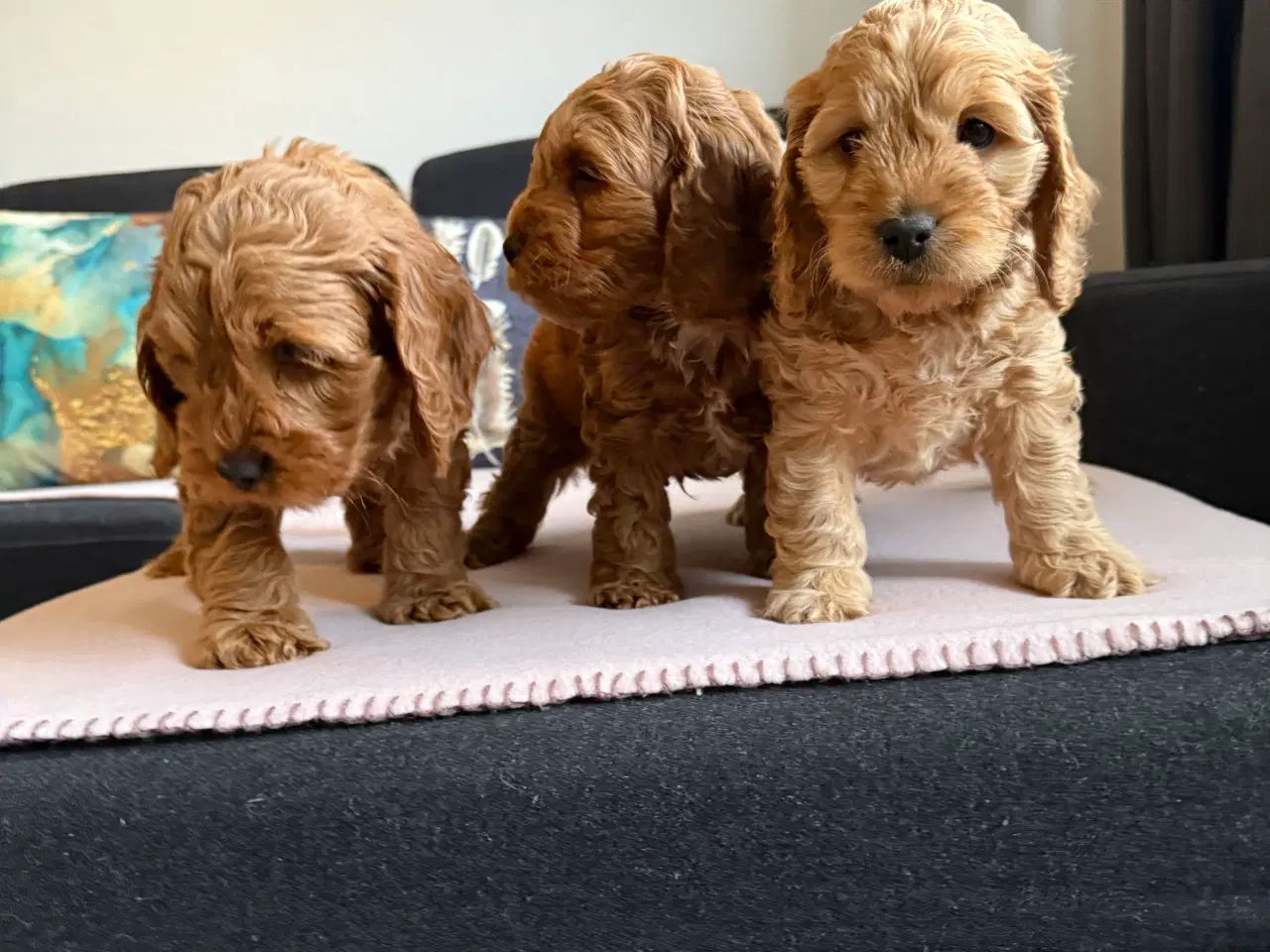 Billede 11 - Cockapoo hvalpe 8 uger 