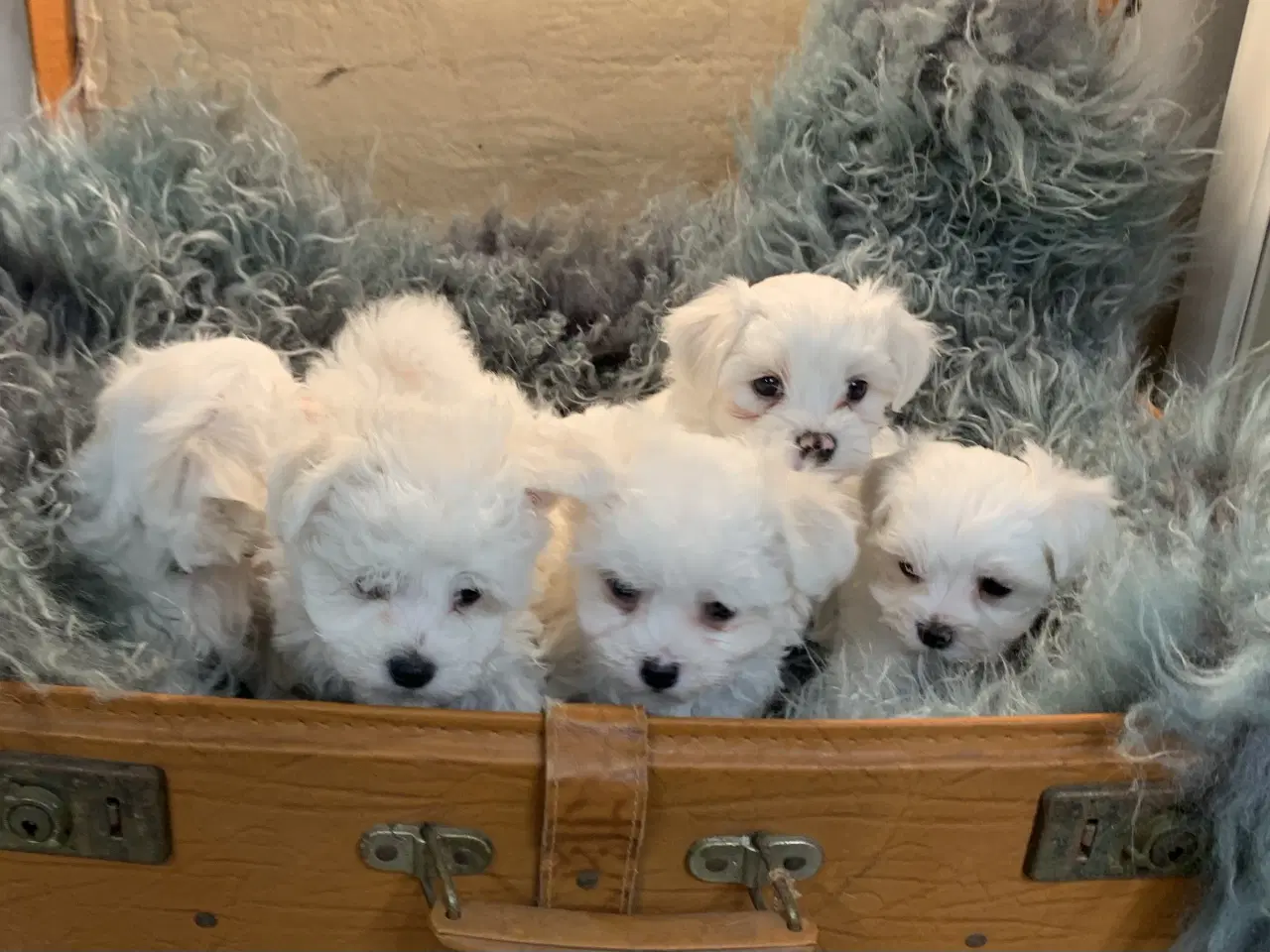 Billede 17 - De smukkeste Maltichon babyer 