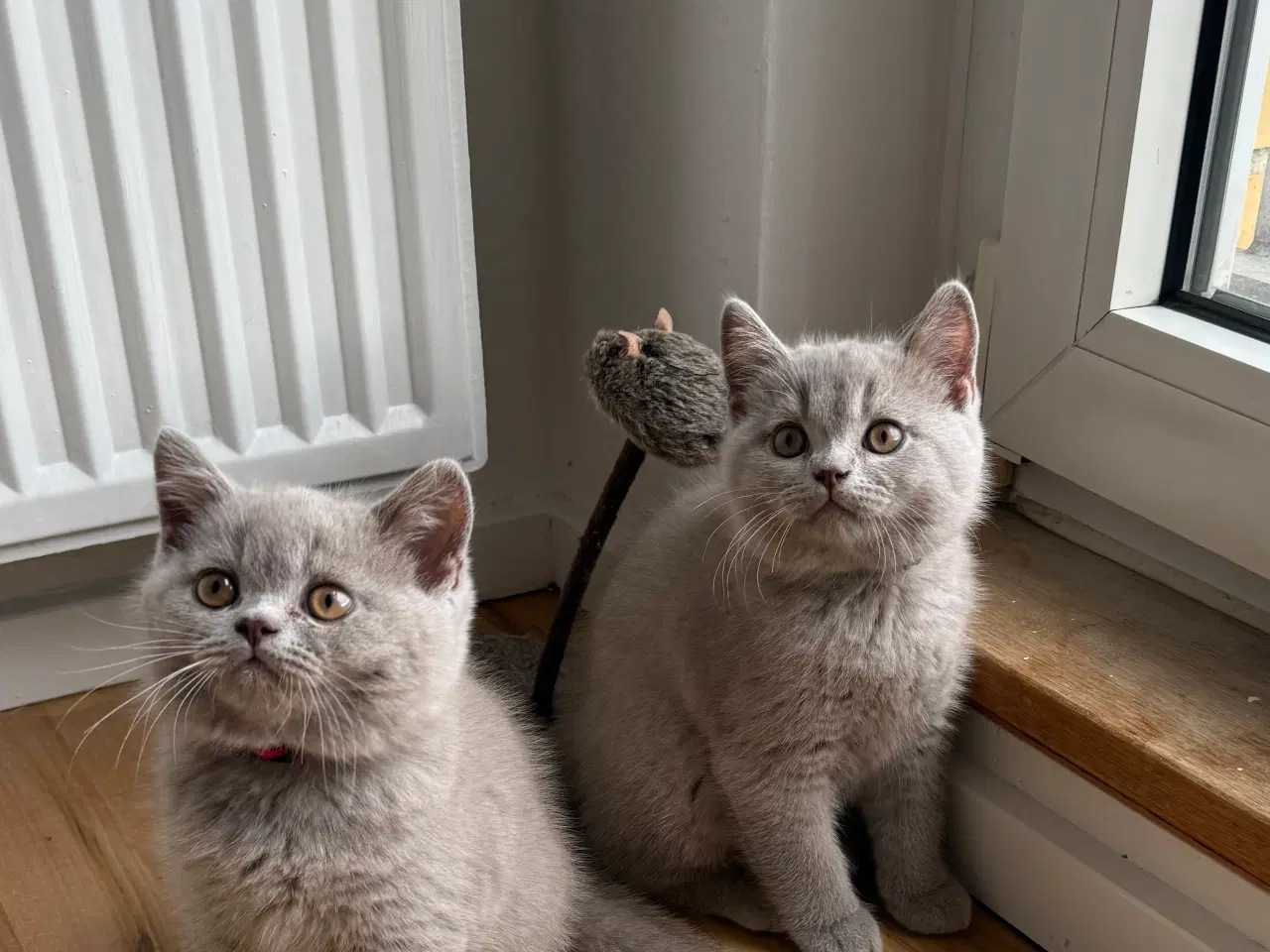 Billede 1 - British Shorthair killinger med stamtavle