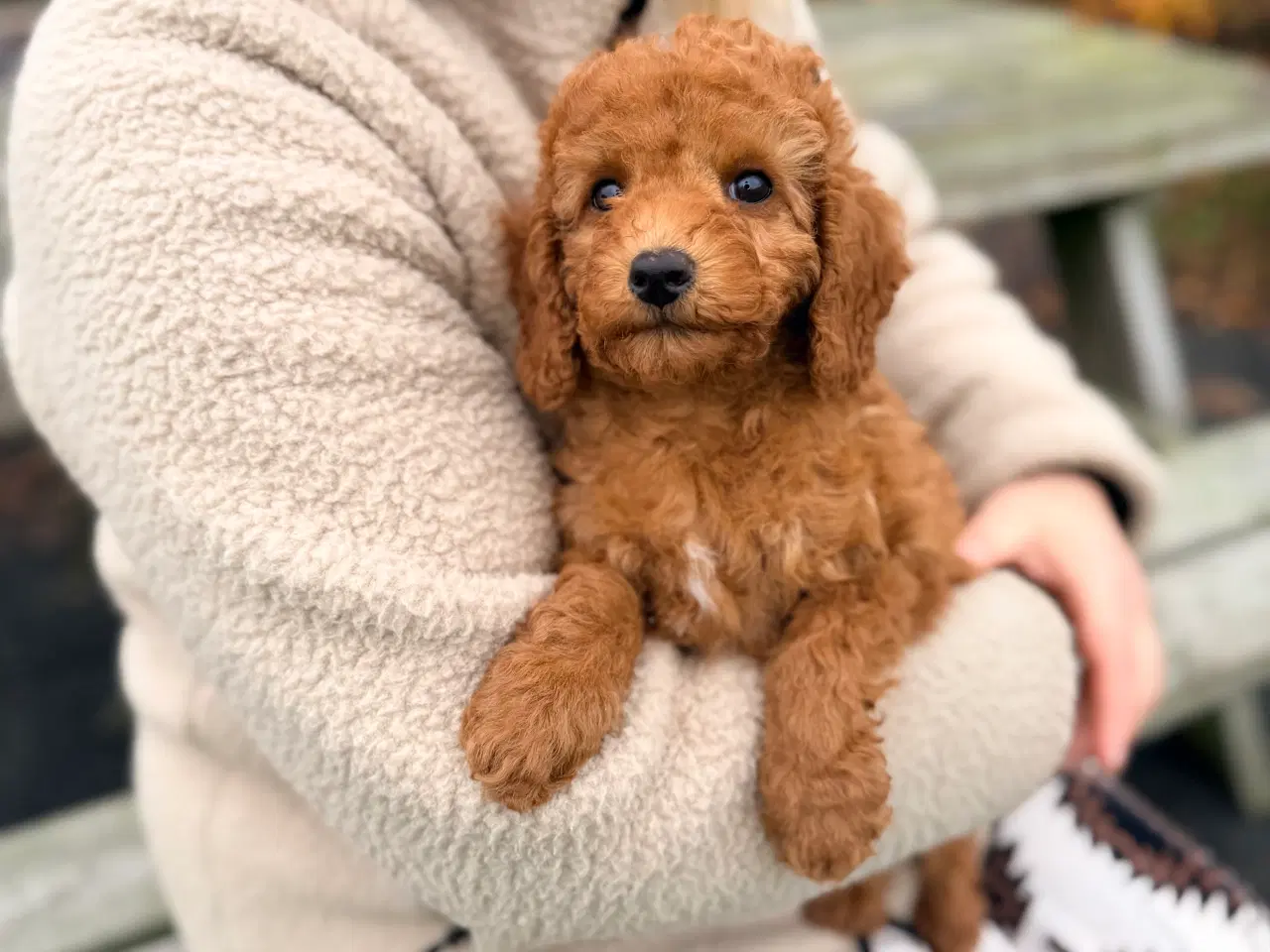 Billede 7 - Mellem puddel