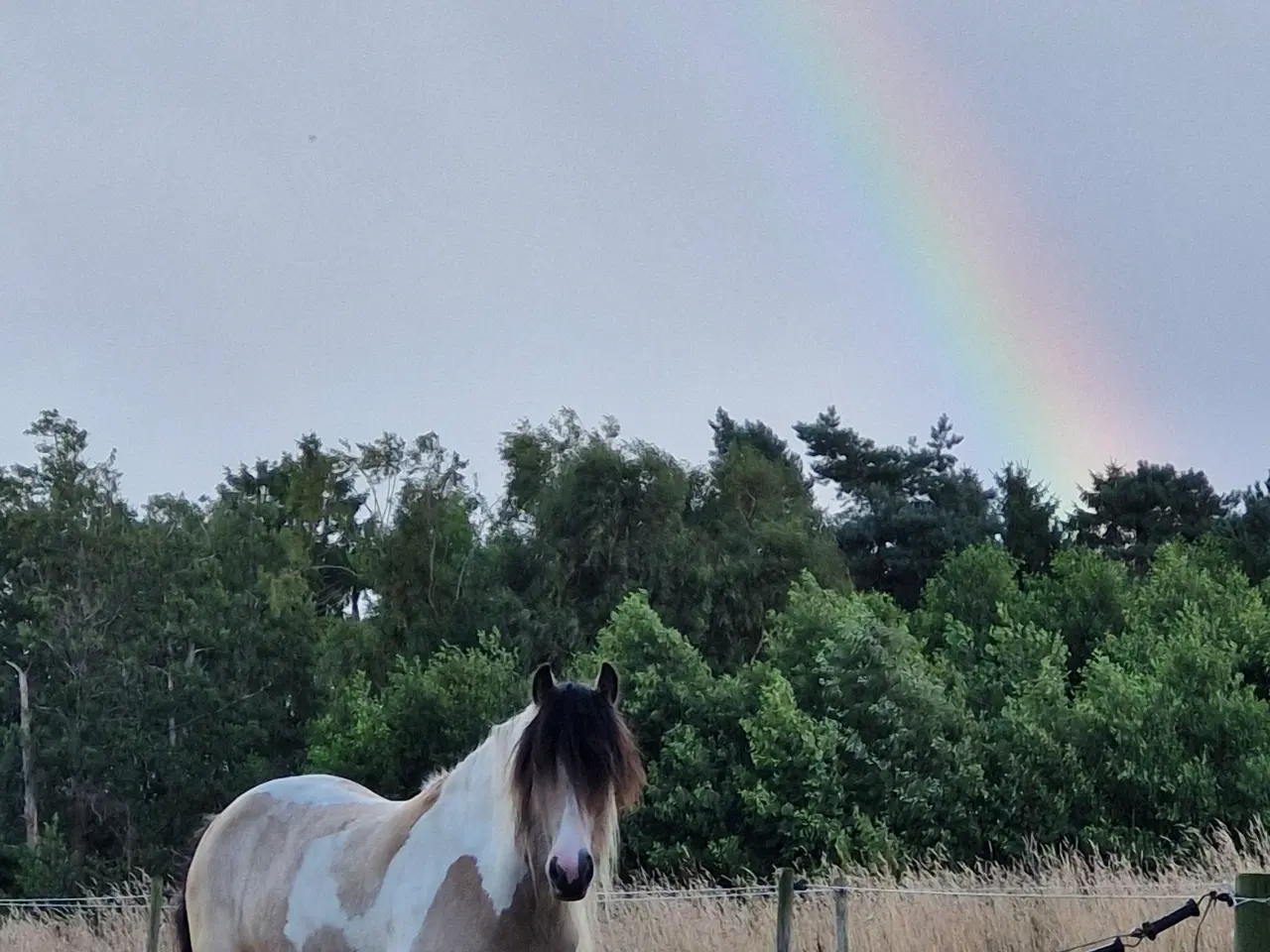 Billede 1 - Smuk Irish Cob hoppe