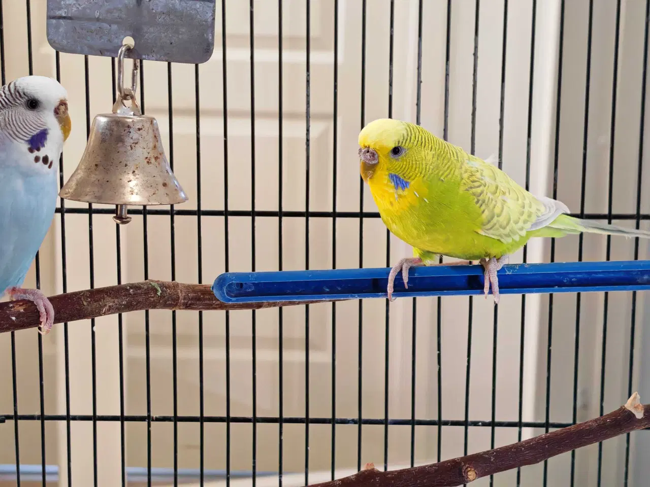 Billede 8 - 2 søde undulater (han) 