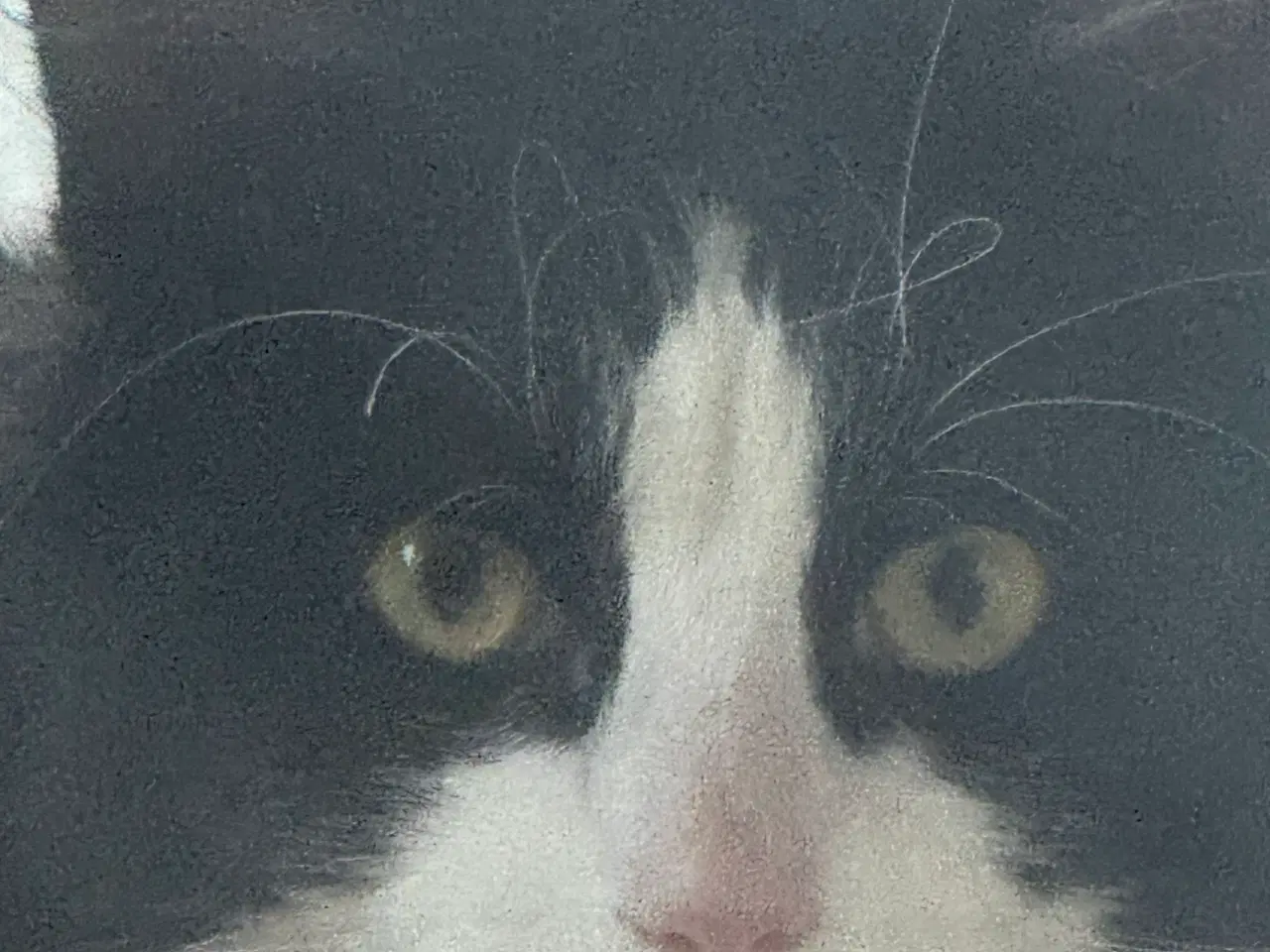 Billede 8 - Kattekilling 