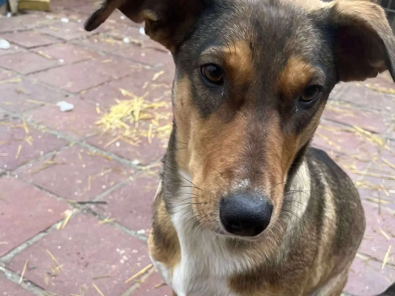 Billede 4 - Sødeste Ane søger familie 