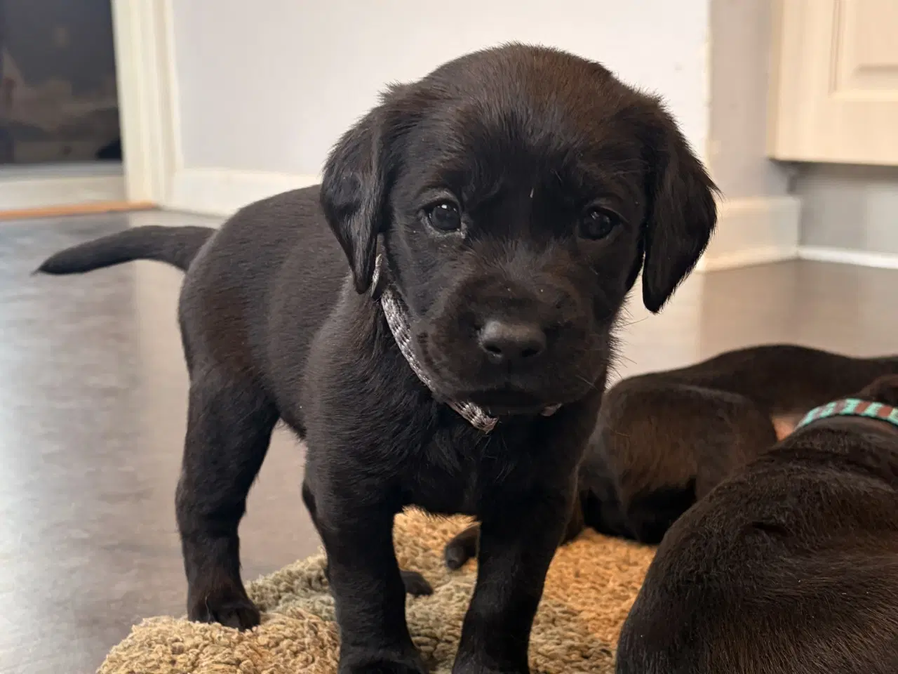 Billede 1 - Hvalpe- F1 labrador/Cocker spaniel