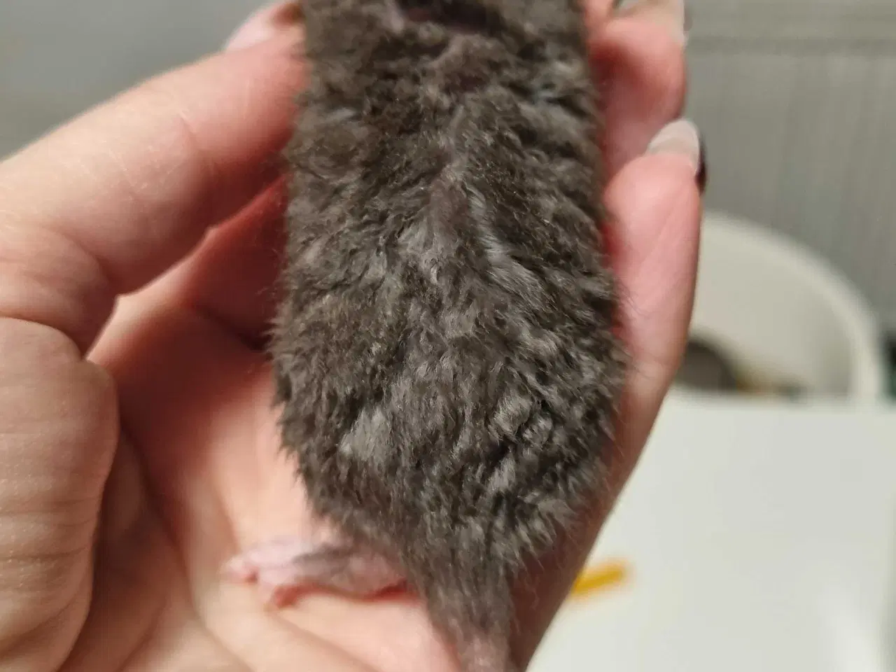 Billede 2 - Dumbo drenge (rotteunger)