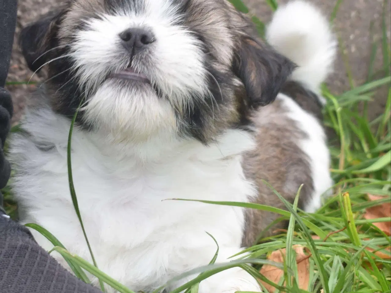 Billede 9 - En skøn Lhasa apso dreng m. Stamtavle