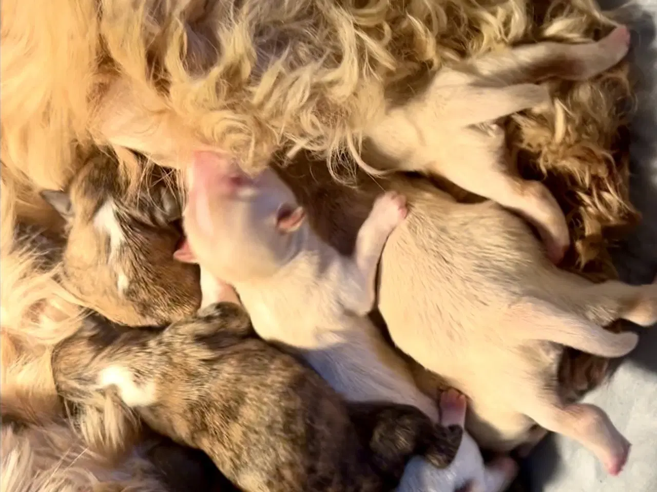 Billede 1 - Allergivenlige blandingshvalpe Bichon Havanais / S