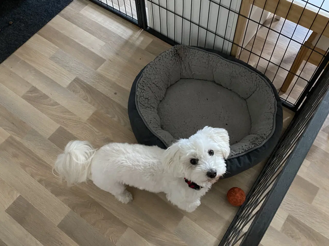 Billede 1 - Små maltipoo