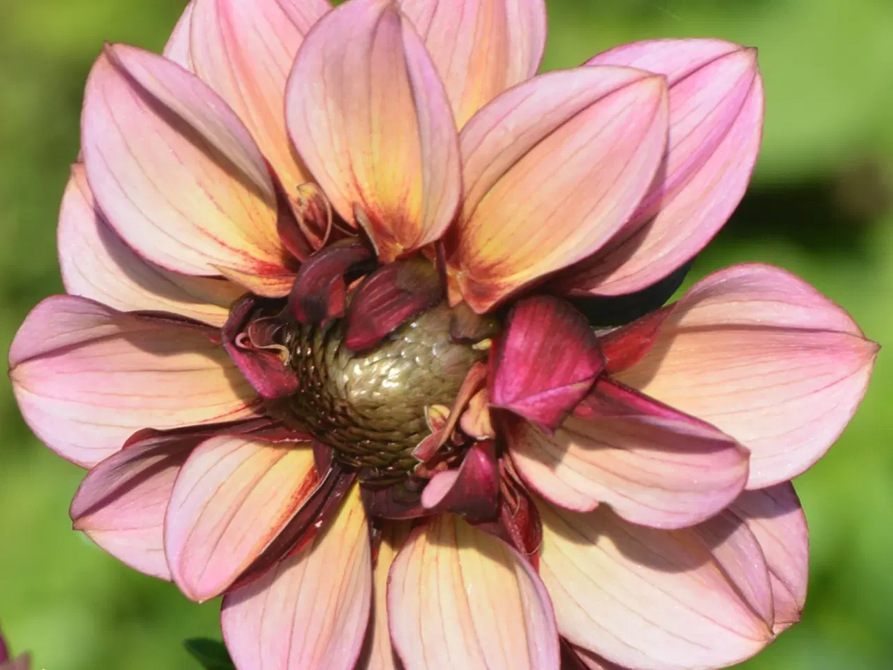 Billede 2 - Forspirede Dahlia