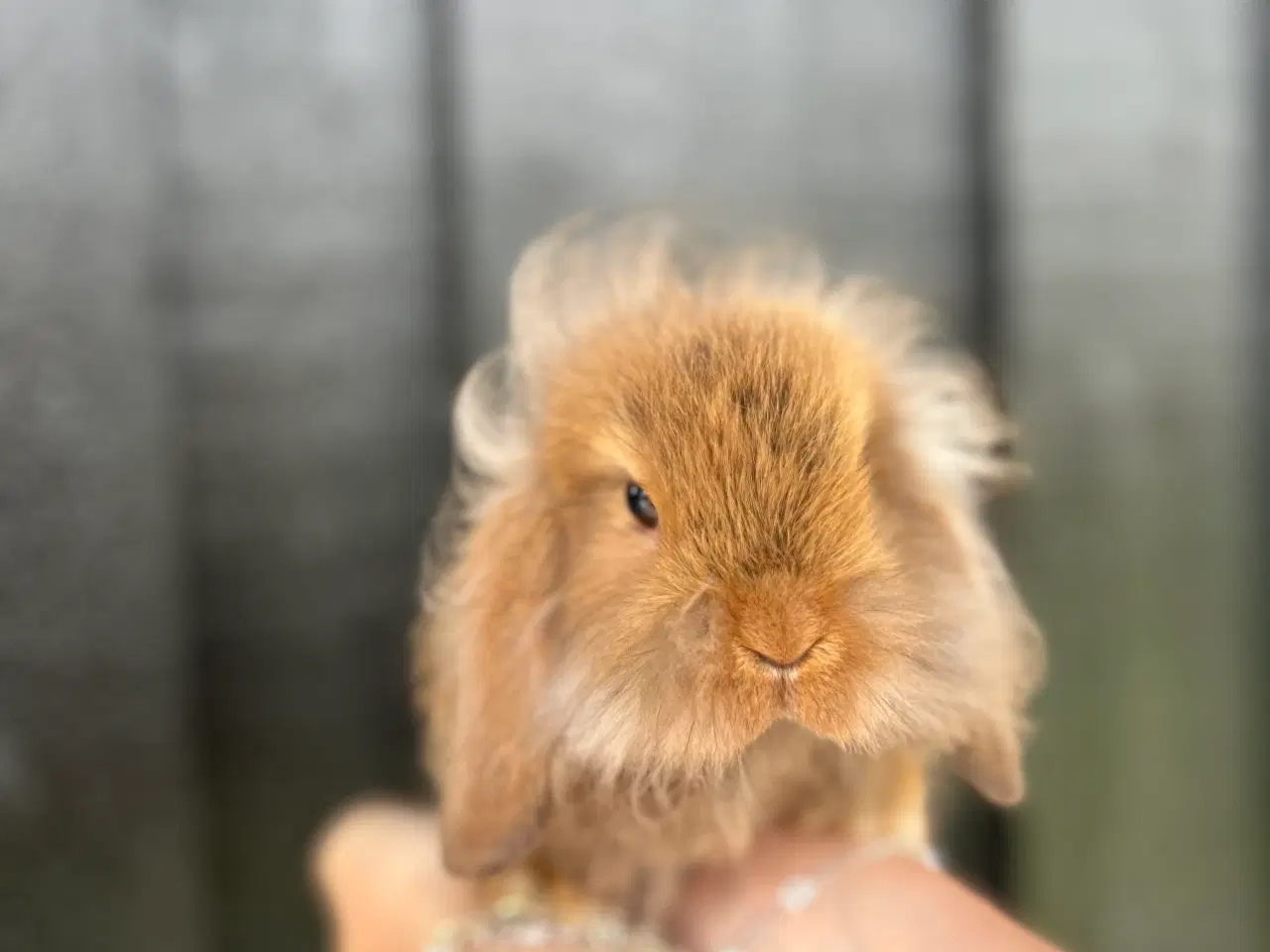 Billede 2 - Mini lops og Lion lops