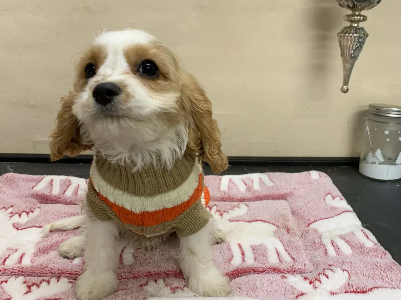 Billede 9 - Den yndigste cavapoo dreng er rejseklar 