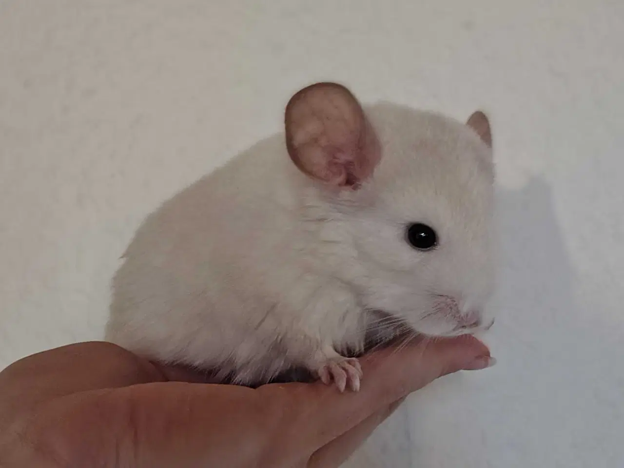 Billede 2 - Chinchilla Mor & Datter🐿️