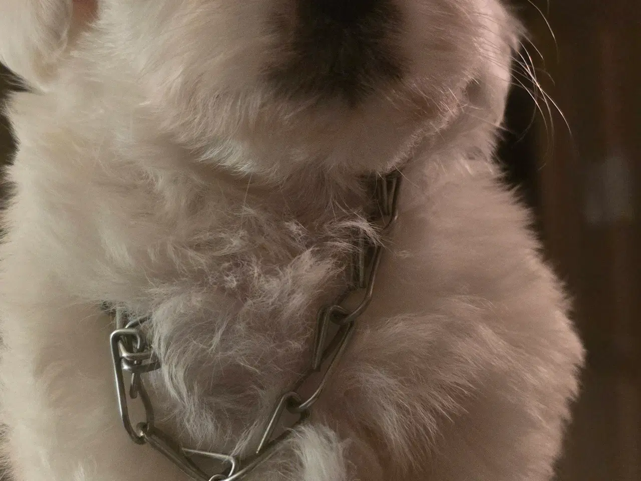 Billede 1 - Bichon-hvalpe søger nye hjem .