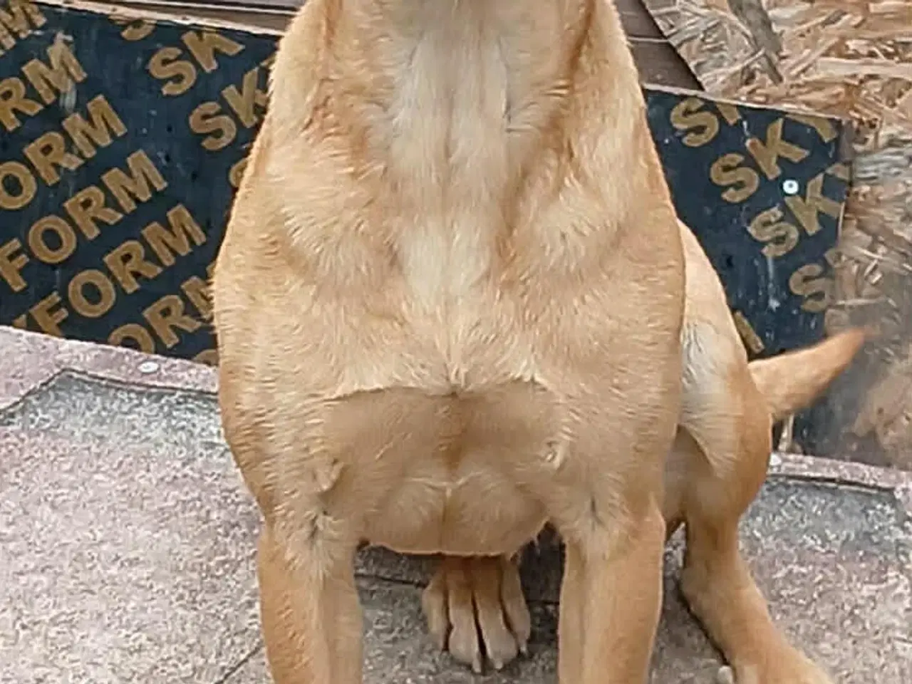 Billede 6 - Søde Lady søger sit 4ever hjem