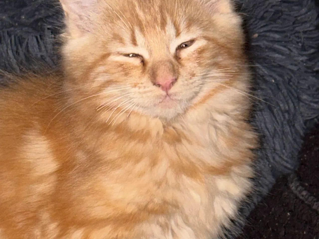 Billede 6 - Dejlige smukke og flotte