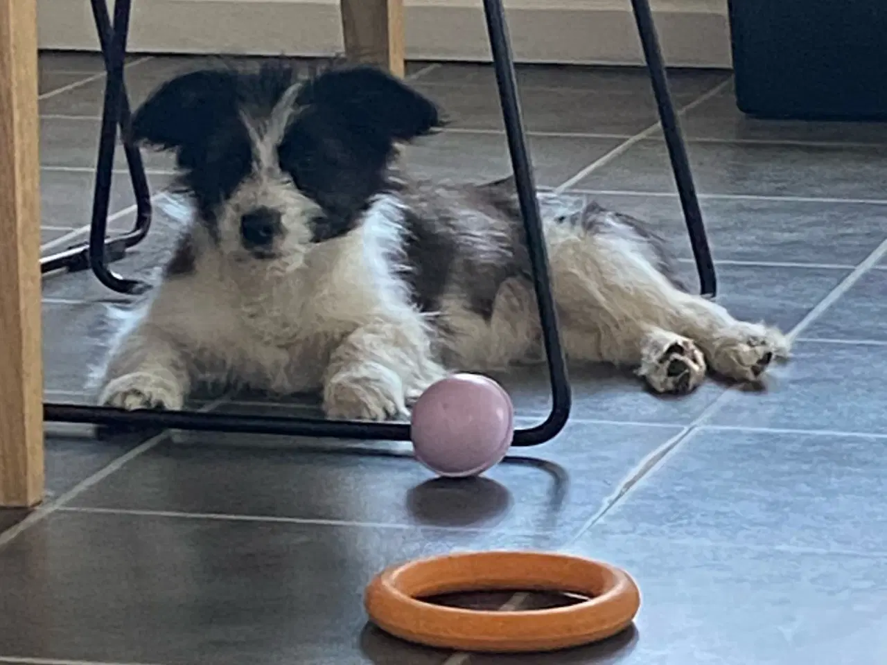 Billede 3 - Livsglad hundehvalp