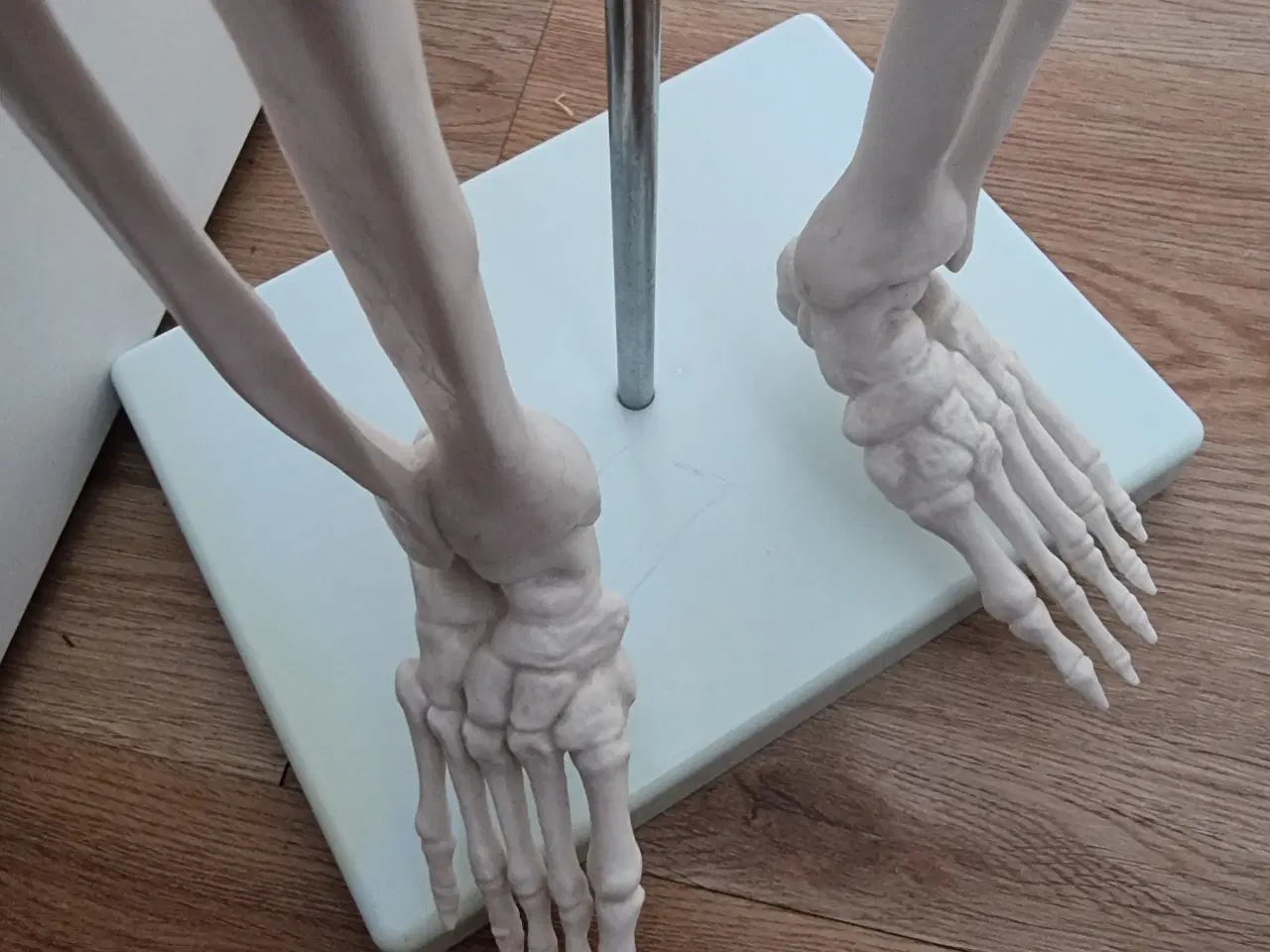 Billede 2 - Skelet 