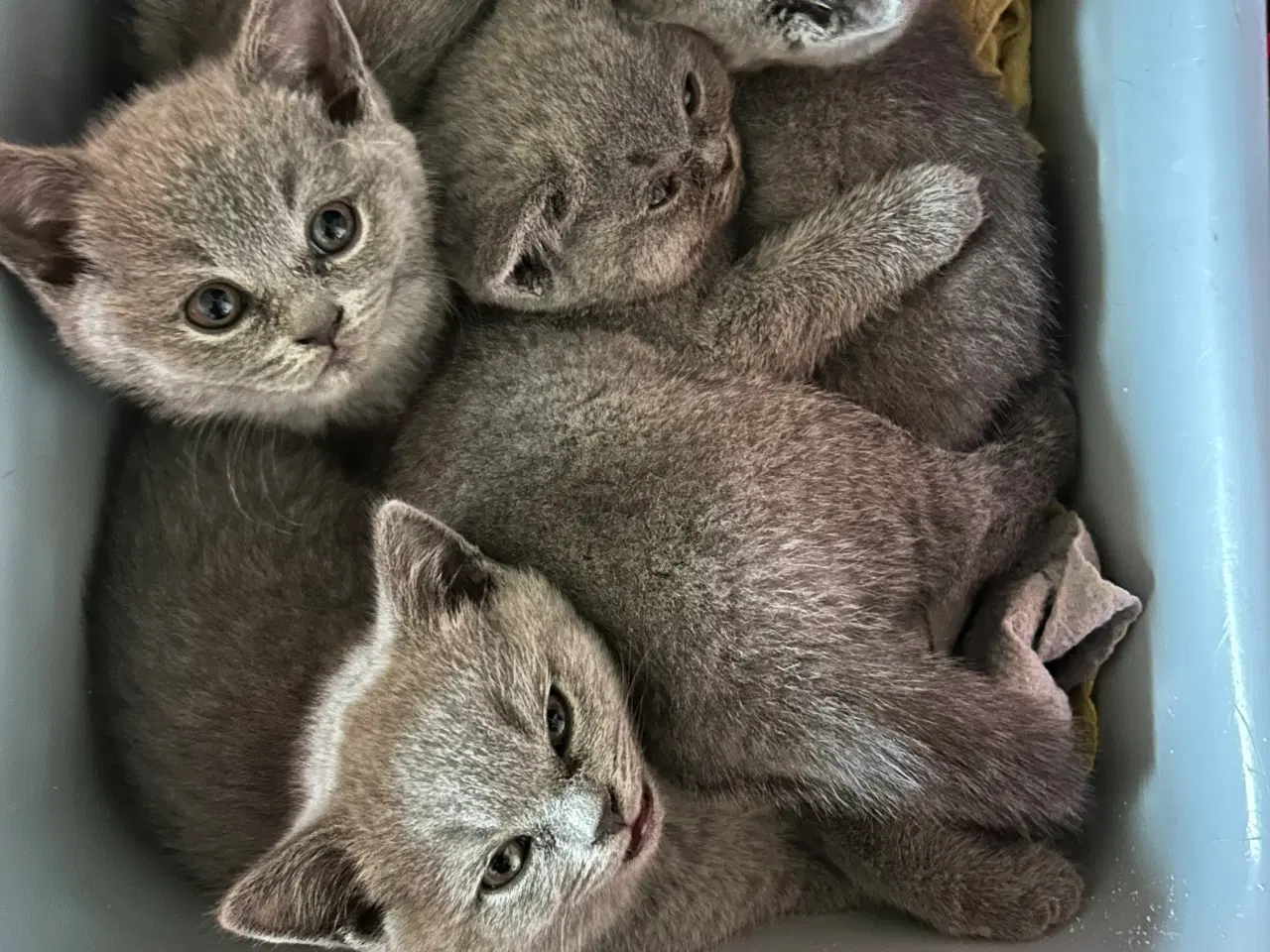 Billede 2 - British Shorthair