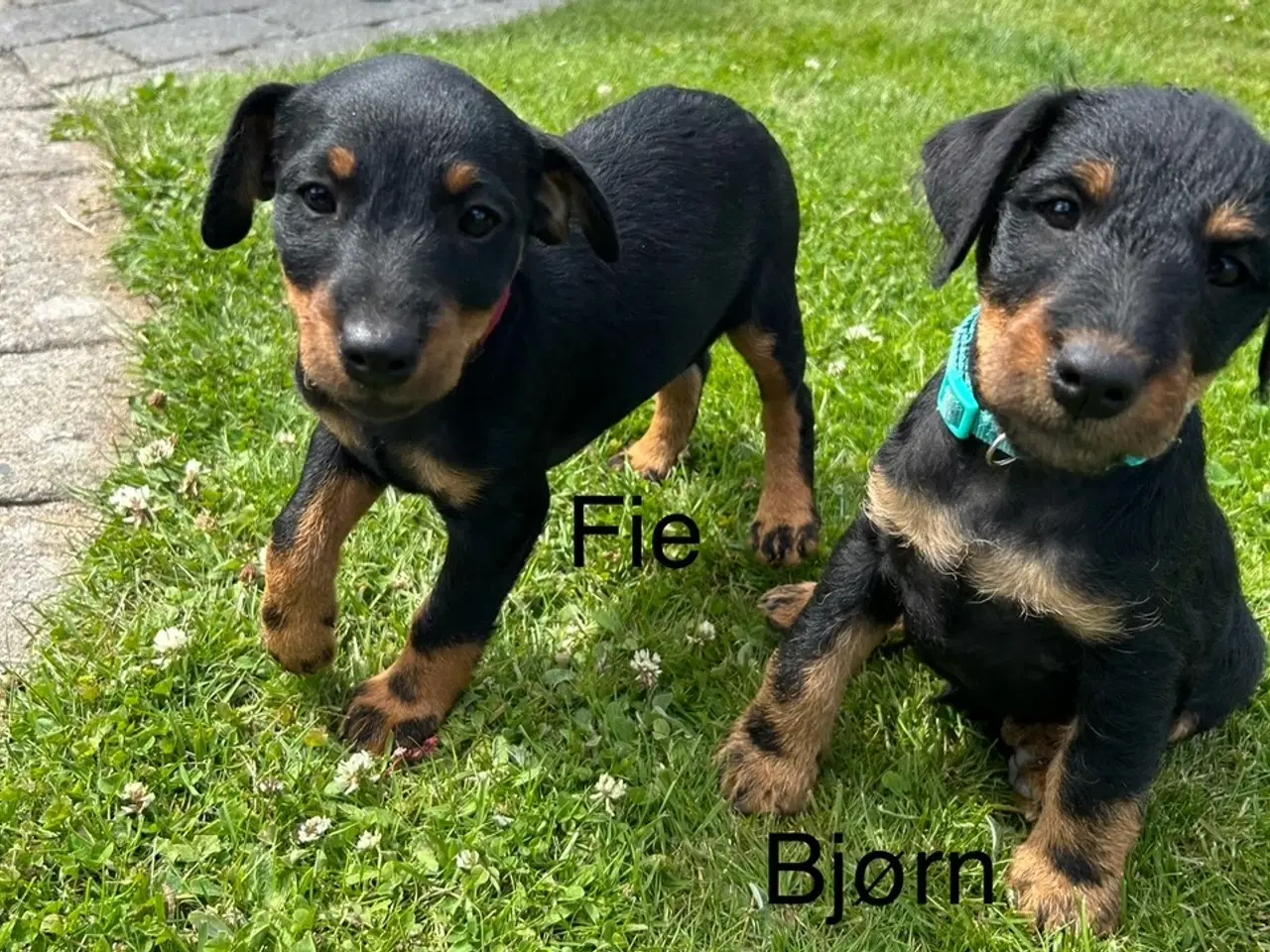 Billede 13 - Tysk jagtterrier hvalpe