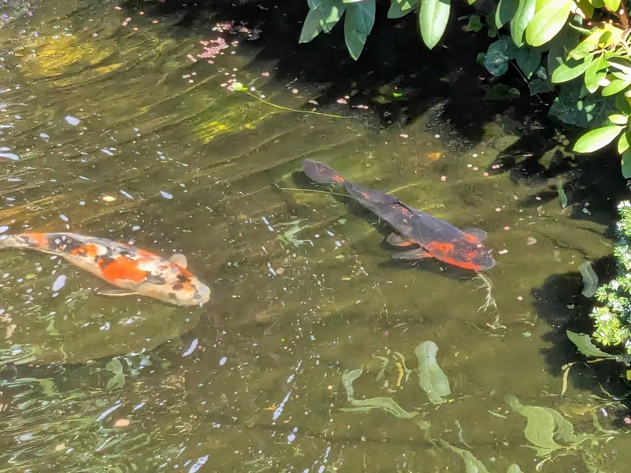 Billede 4 - Koi karper ca. 35 cm