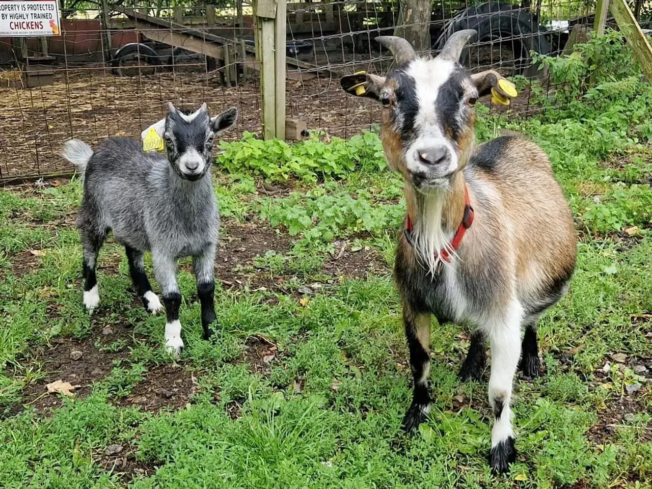 Billede 1 - Dværggeder , gimmer + kastratrat