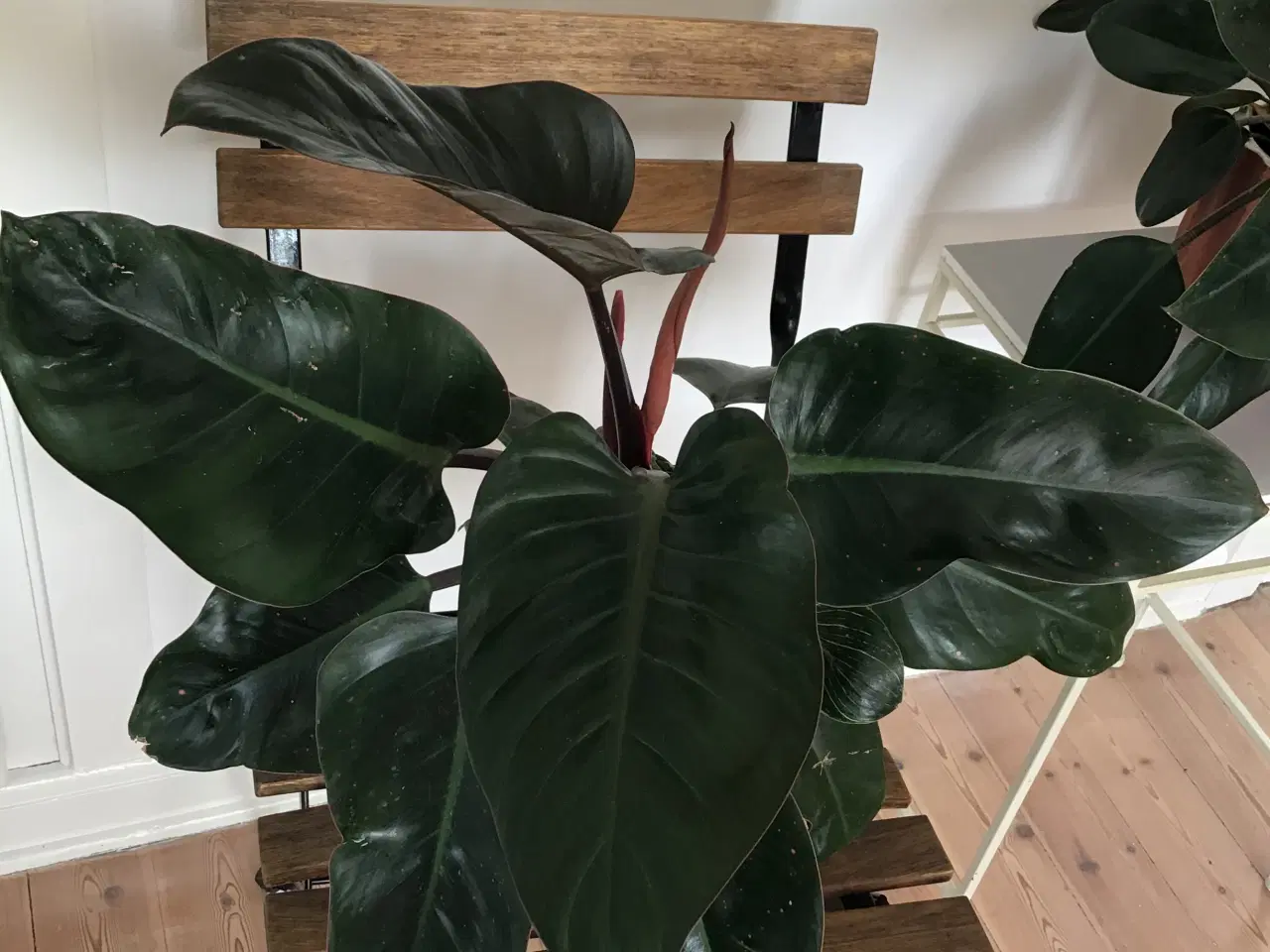 Billede 2 - Philodendron red Congo og Birkins
