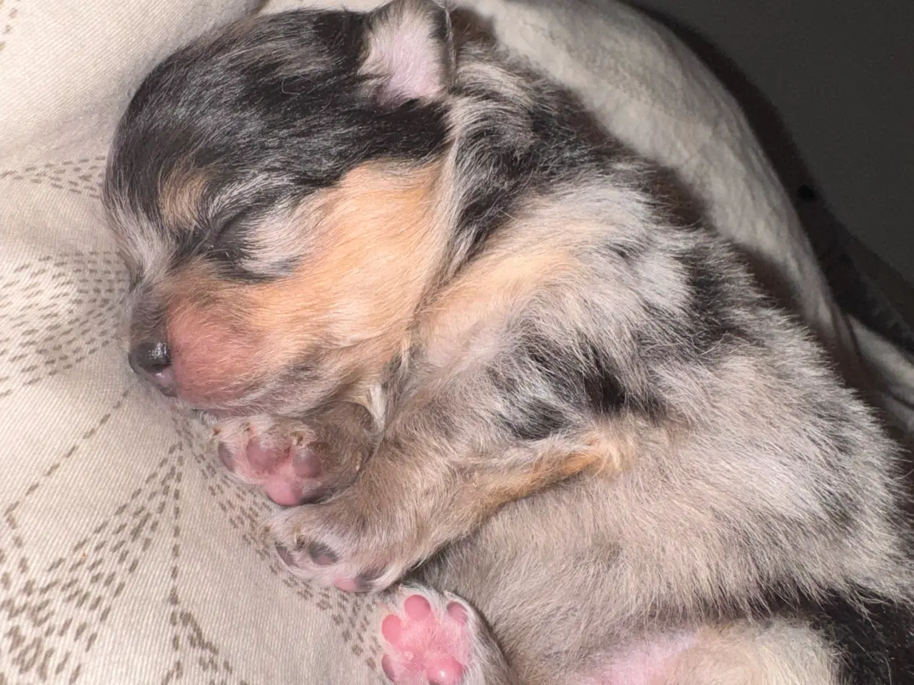 Billede 6 - Pomeranian Merle 