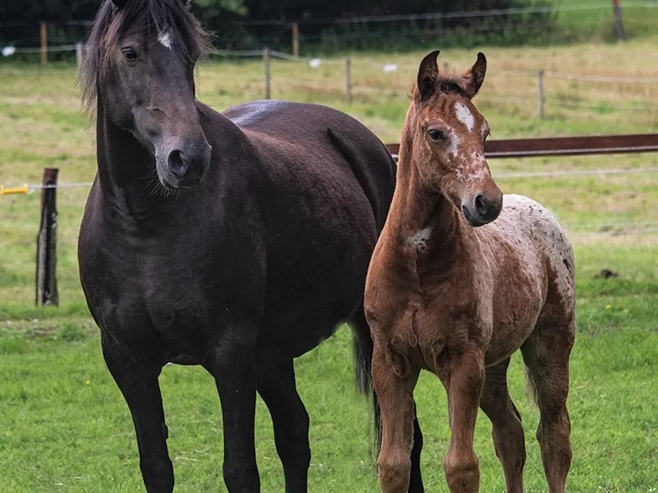 Billede 3 - Ukompliceret knabstrupper ponyhoppe