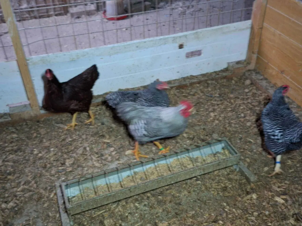Billede 4 - Dværghøns