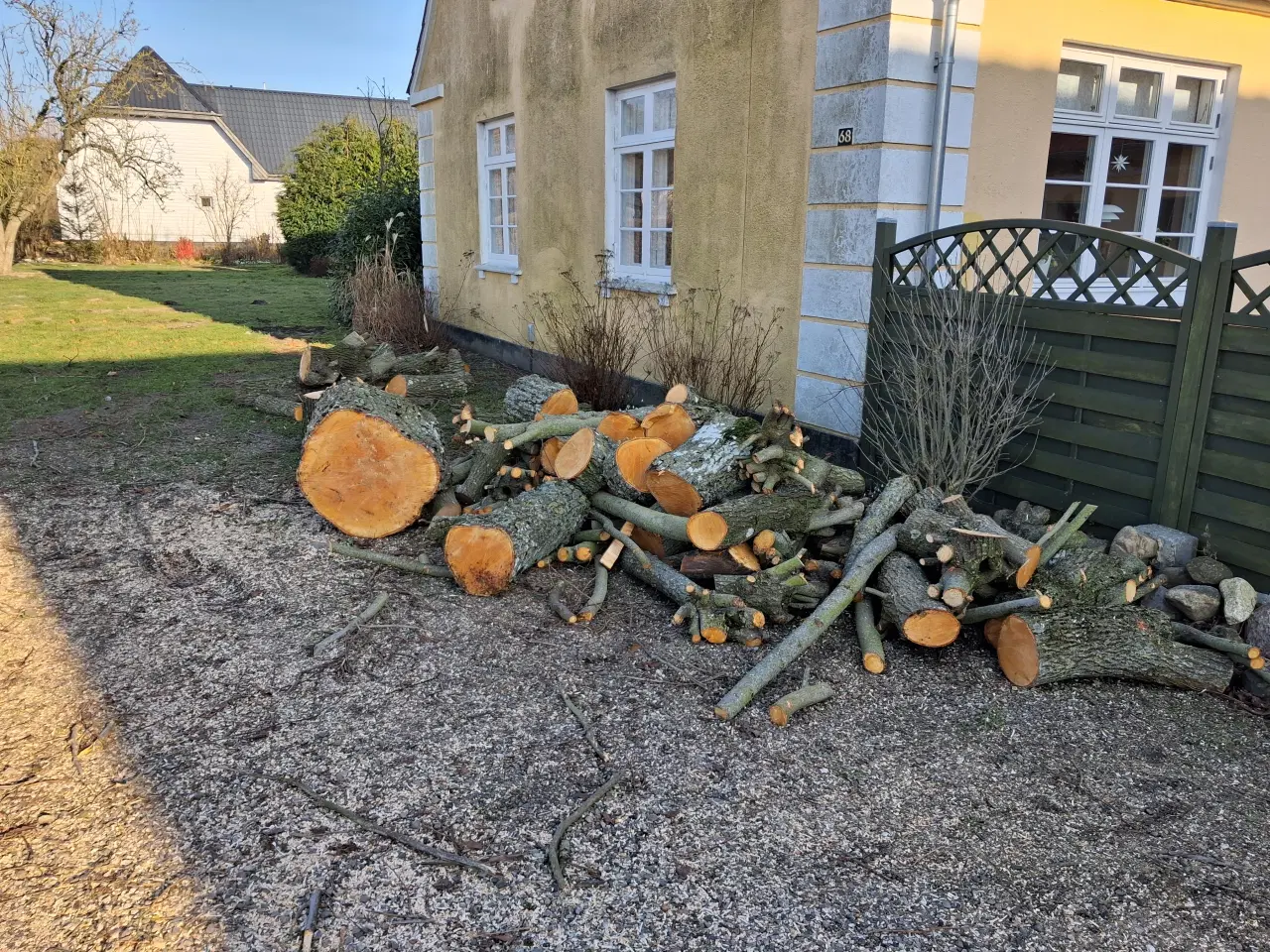 Billede 1 - Lindetræ, nyfældet