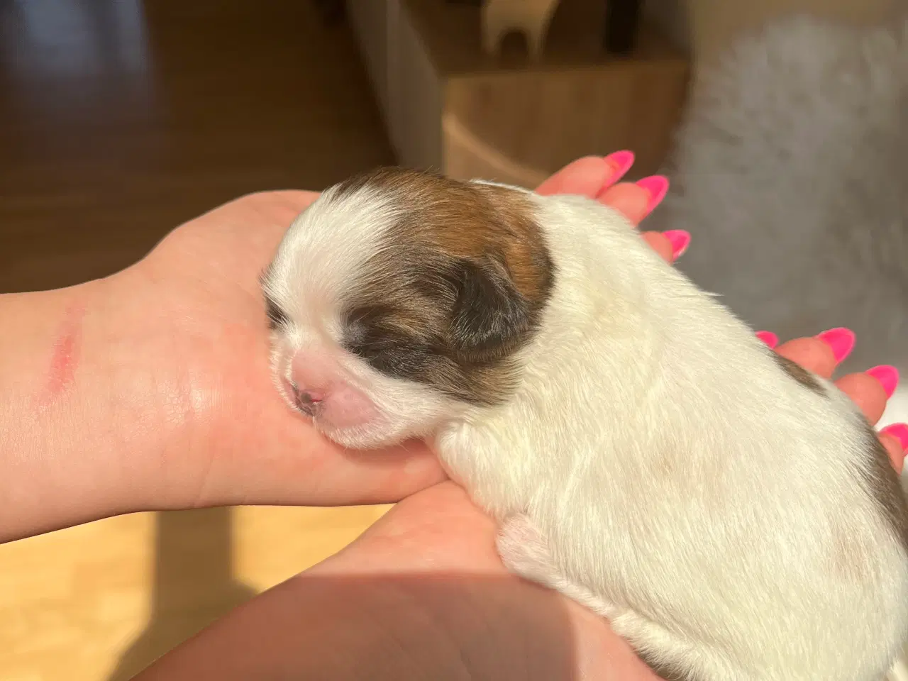 Billede 8 - Rene shih tzu hvalpe til salg 