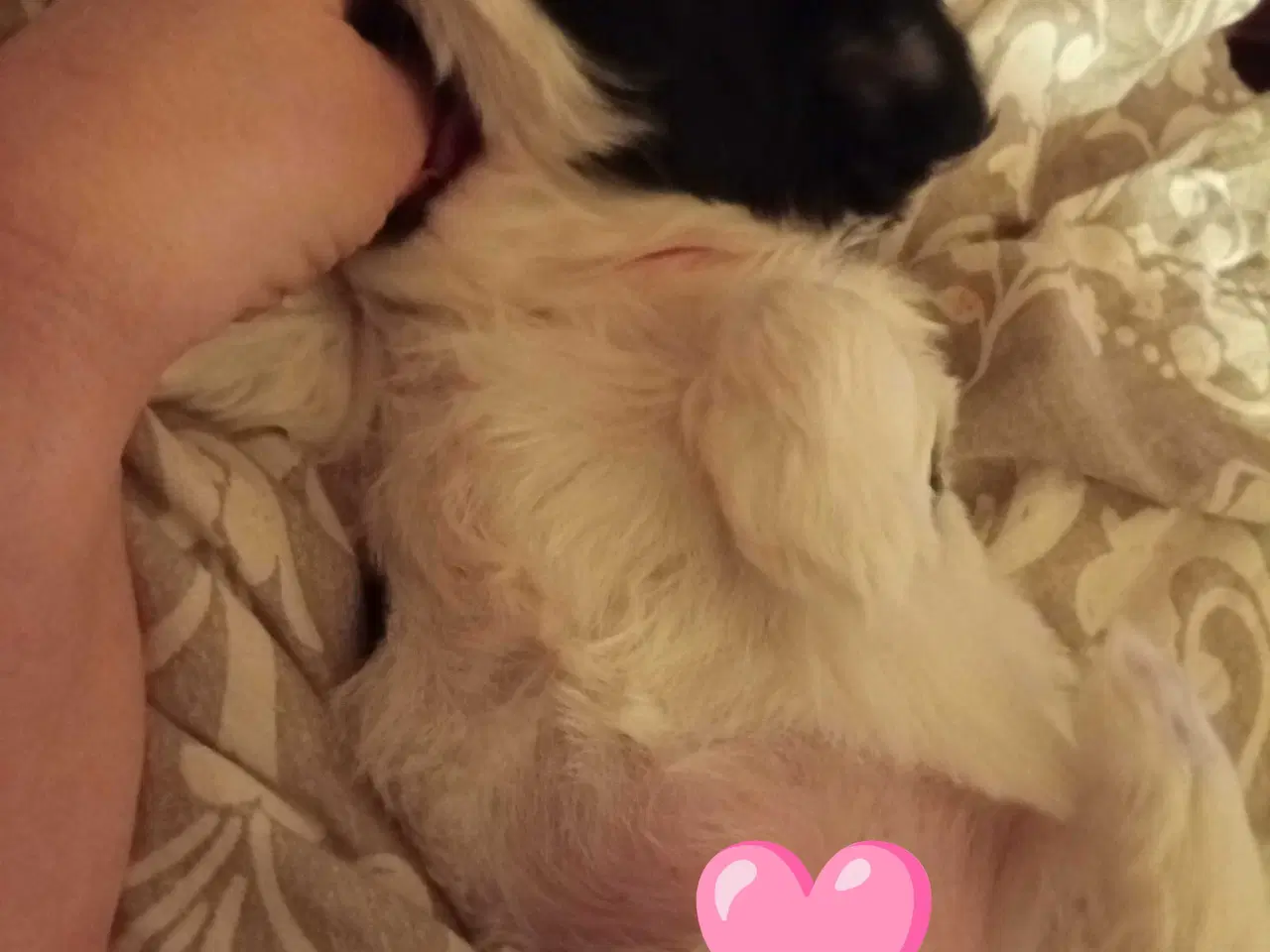 Billede 10 - Cotonese Hvalpe 