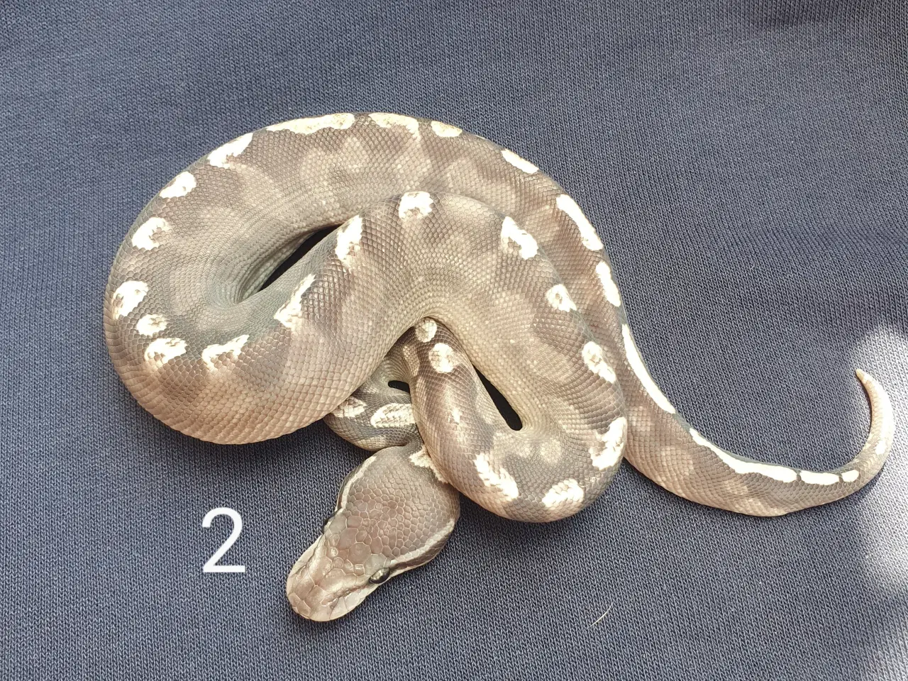 Billede 2 - Kongepython morfer 2025
