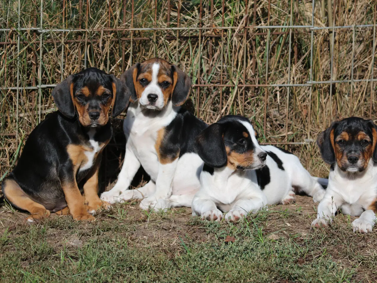Billede 5 - cavalier king charles spaniel x dansk svensk 