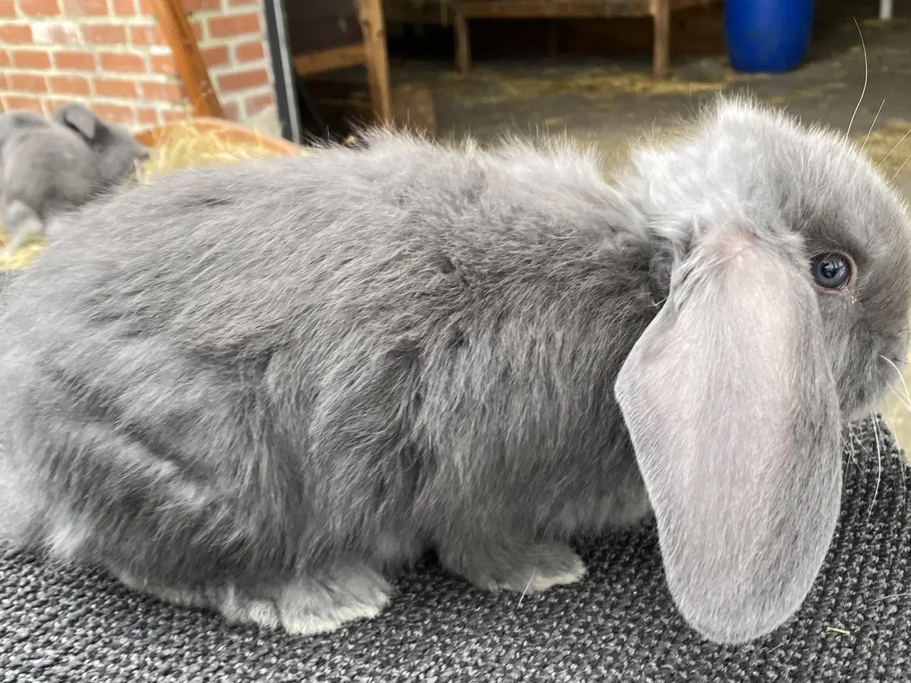 Billede 4 - FRANSK VÆDDER HAN BLÅ