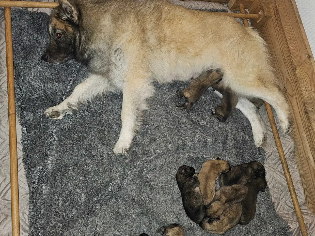 Billede 1 - Husky/Eurasier hvalpe sælges 