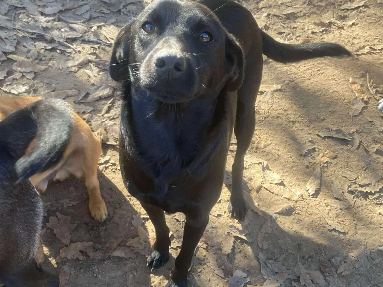 Billede 3 - Joey søger sit helt eget hjem❤️