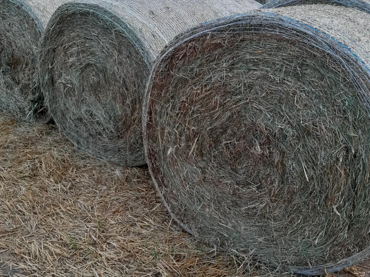 Billede 1 - Dejligt enghø 2025