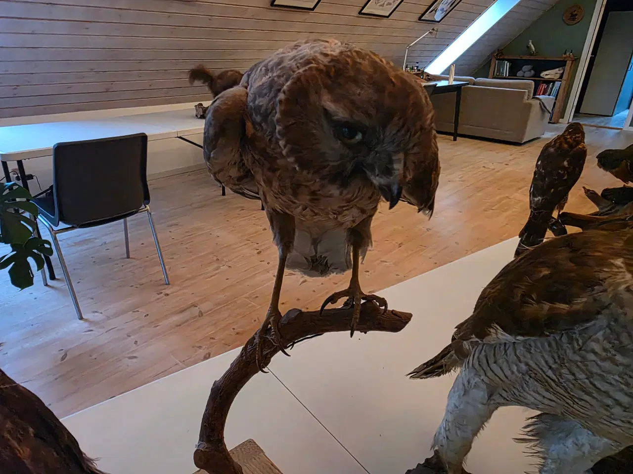 Billede 7 - Rovfugle, sælges samlet eller hver for sig