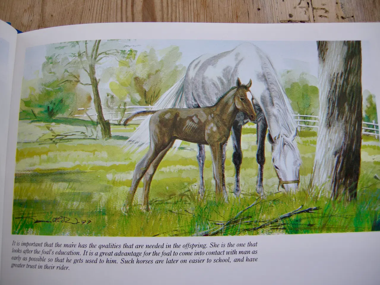 Billede 5 - THIS IS RIDING, Gunnar Hedlund, Hestebog engelsk 