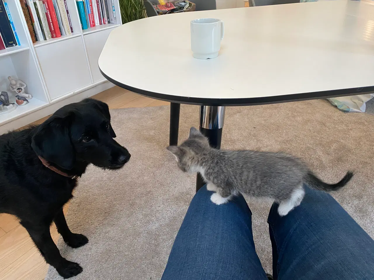 Billede 7 - De smukkeste mainecoon-blandinger 