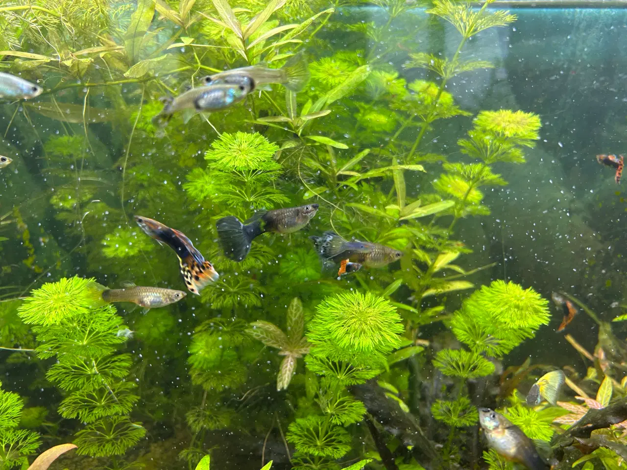 Billede 5 - Akvarie planter, 2stk.