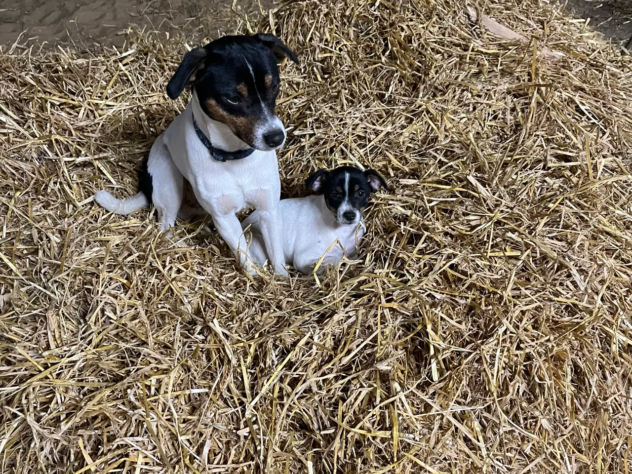 Billede 1 - Dansk svensk gårdhund