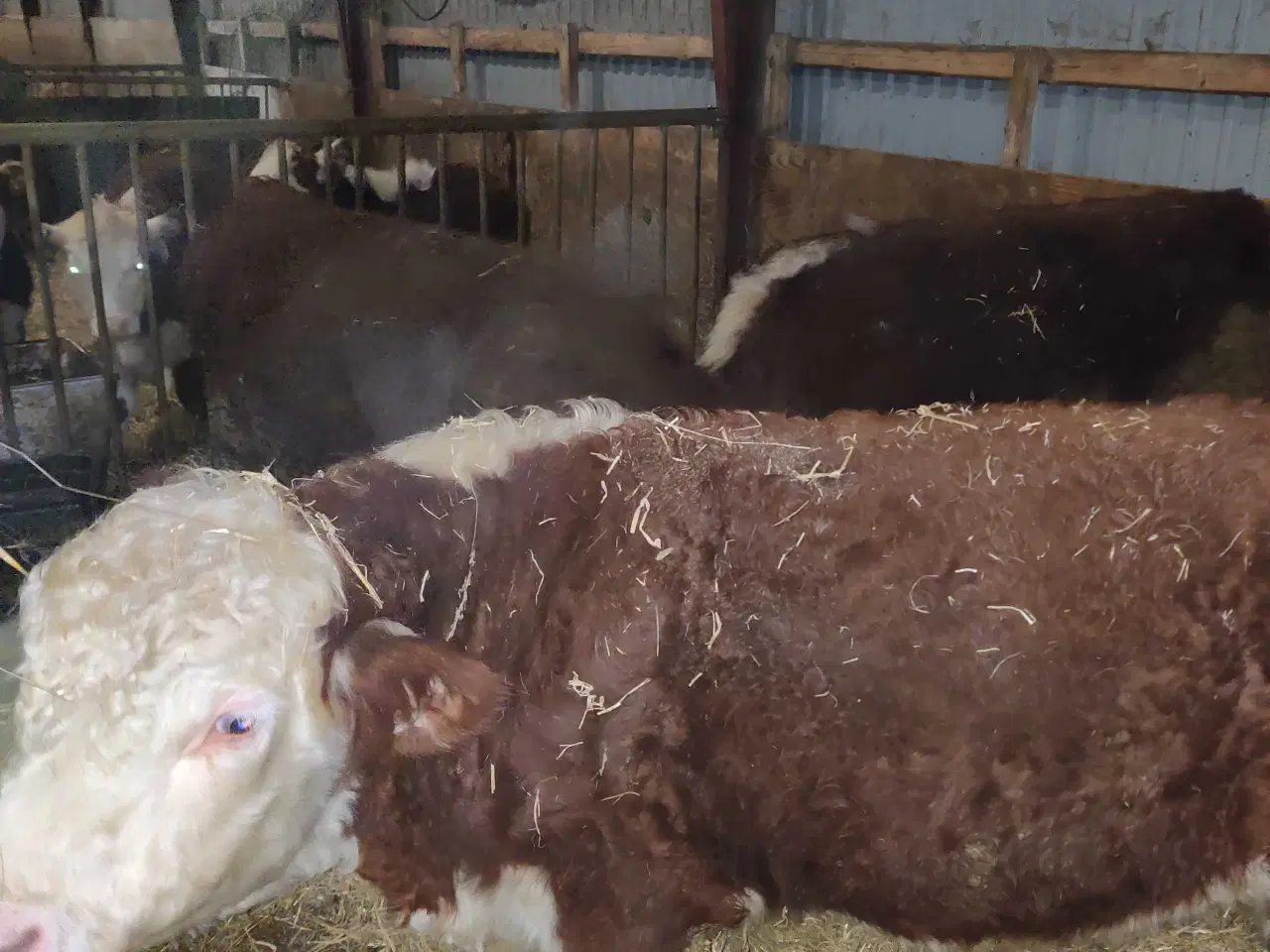 Billede 3 - Hereford tyre sælges 