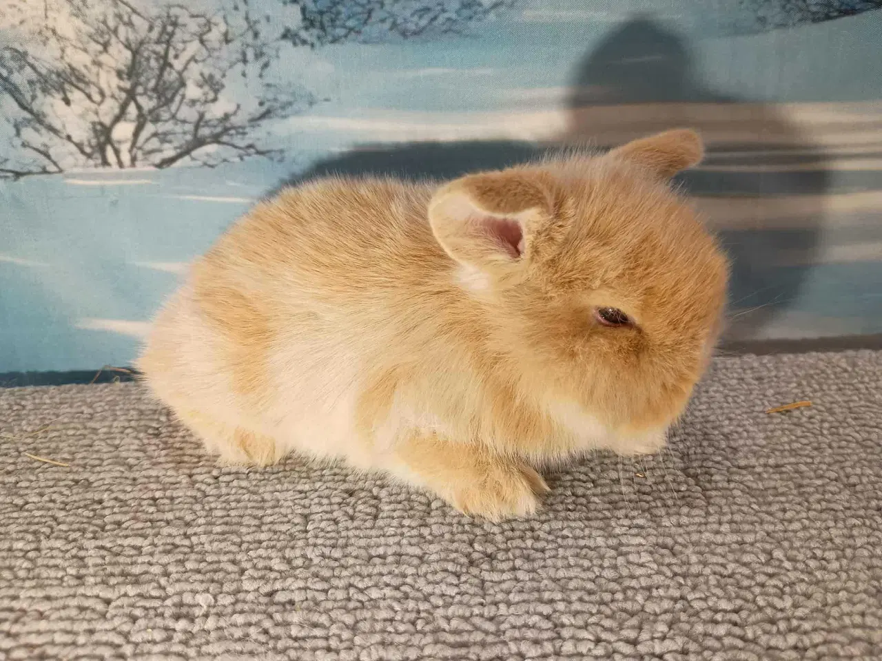 Billede 3 - Minilop dreng, dværg kanin han ung