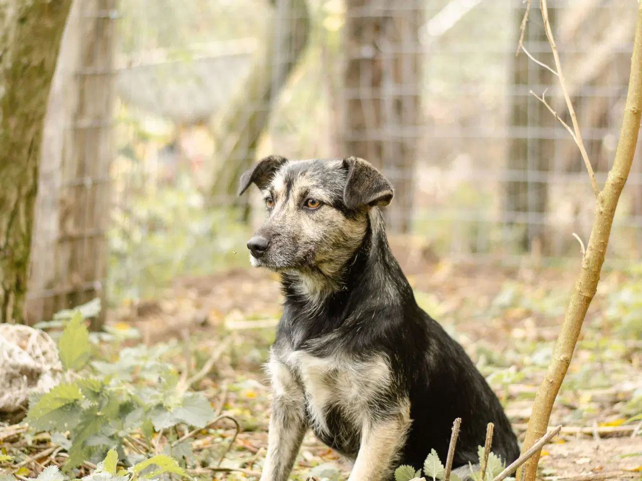 Billede 7 - Skønneste Mona søger sit helt eget hjem