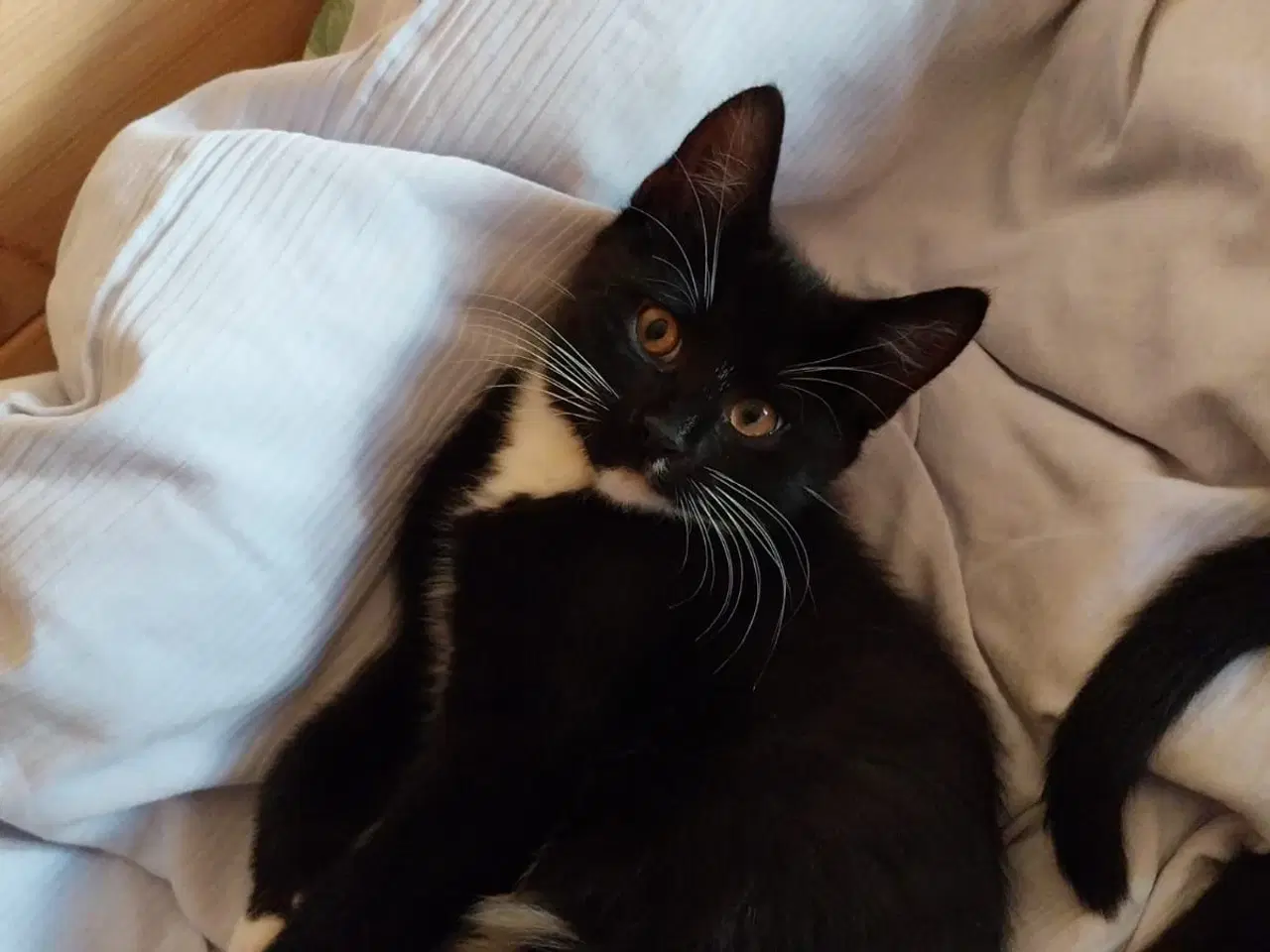 Billede 4 -  KATTE KITTEN PERSIAN MIX