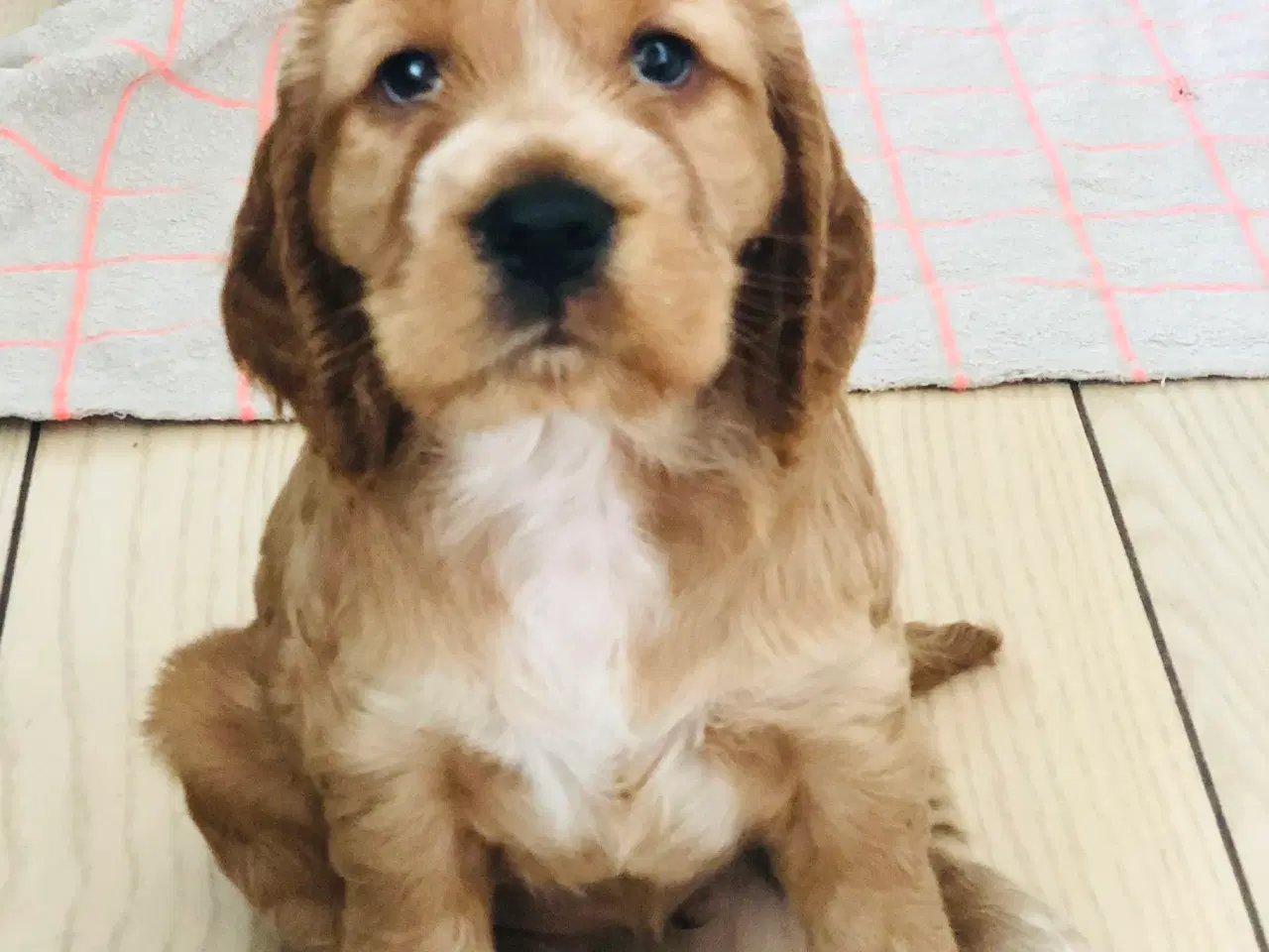 Billede 7 - Engelsk Cocker spaniel
